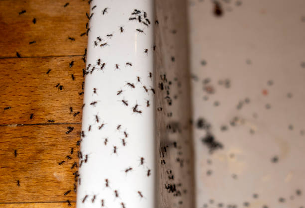 Professional Pest Control in Tehaleh, WA